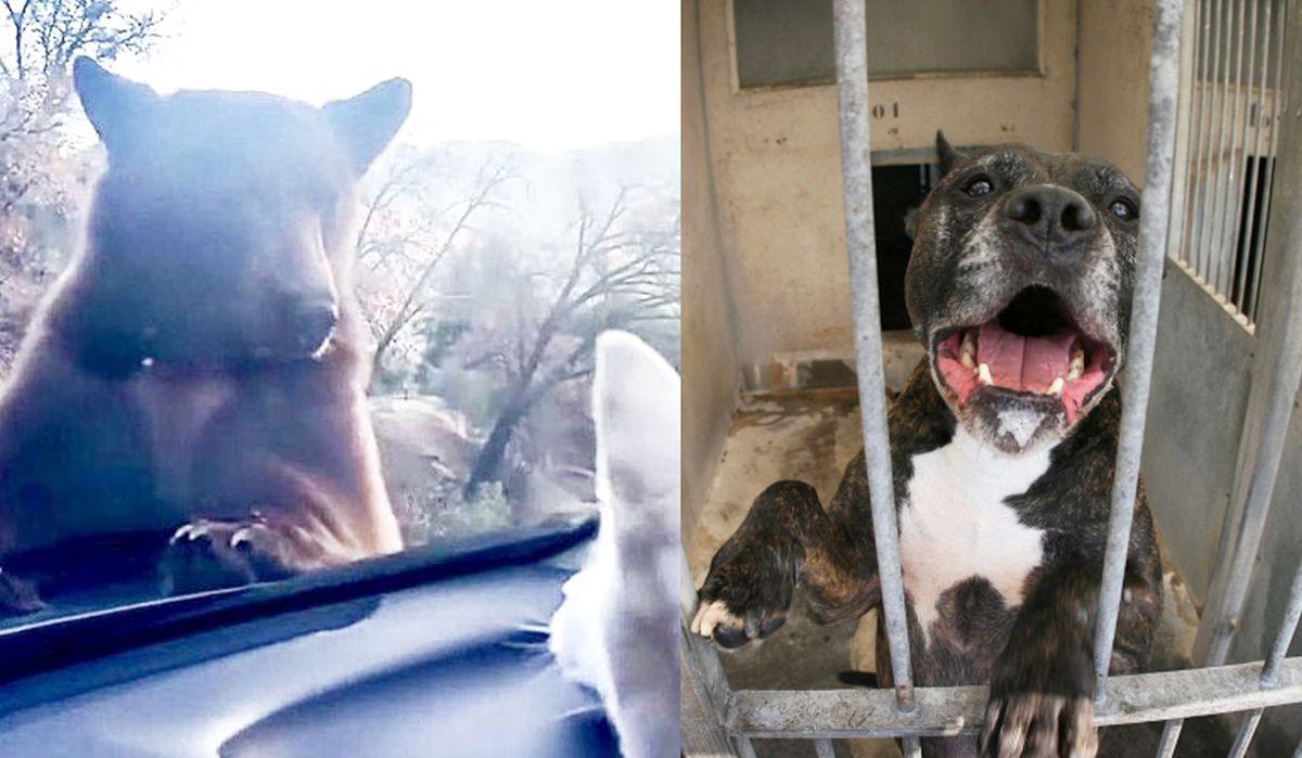 Los videos más impactantes del mundo en el año 2019. (Captura / AFP)