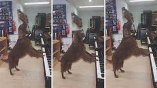 Perrito "toca piano" en una tienda y es la sensación en las redes (VIDEO)