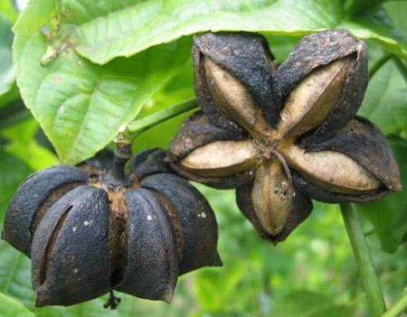 El Sacha Inchi supera en contenido de Omega 3 a la anchoveta