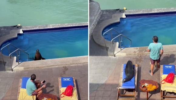 La foca se metió a la piscina y tras un breve baño echó a un turista que estaba en la tarima.| Foto: bmorekenzie619/TikTok