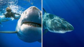 Se atreve a nadar al lado del tiburón más grande del mundo y afirma que fue un momento mágico (VIDEO)