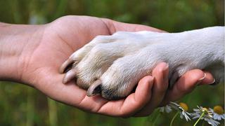 ¿Cómo afrontar la muerte de una mascota? 5 puntos que debes tener en cuenta