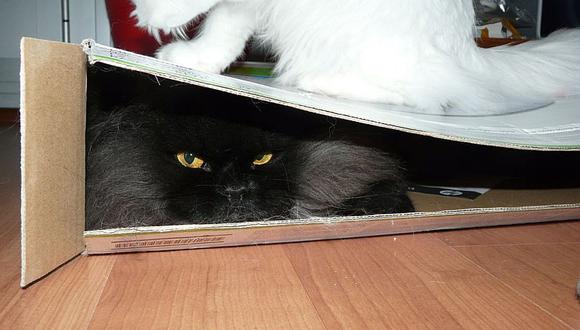 3 razones por las que los gatos se esconden con facilidad