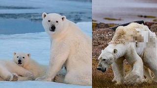 La dramática imagen de un oso polar muriendo de hambre en un Ártico sin nieve (VIDEO)