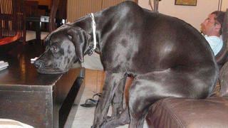 Giant George: El perro más grande del mundo murió 