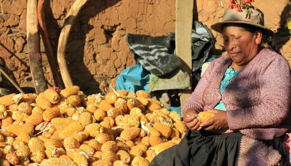 Huancavelica: pobladores de Pichus mantienen cero casos COVID-19 y sobreviven a la pandemia a puro maíz (Foto cortesía: Junior Meza)