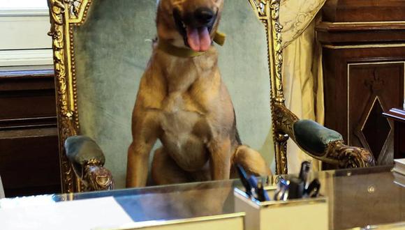 Balcarce, un perro mestizo de la calle adoptado, llega al poder en Argentina