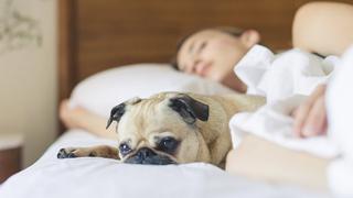 Dormir con tu perro es mejor que hacerlo al lado de cualquier persona 