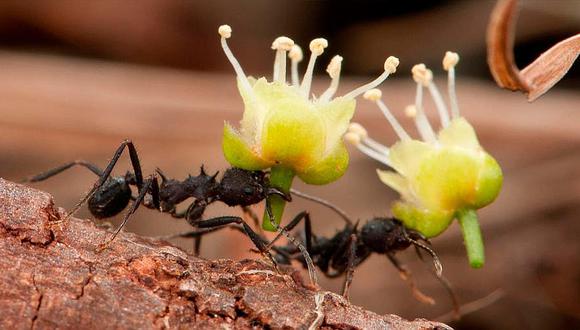 Las hormigas cultivaban plantas antes que los humanos, según estudio 