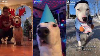 Una hilarante perrita y su amoroso dueño conquistan TikTok acumulando millones de seguidores