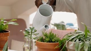 Descubre cuál es la hora perfecta para regar tus plantas