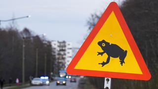 Estonia: cierran el tránsito en una carretera para permitir el paso libre de sapos y ranas