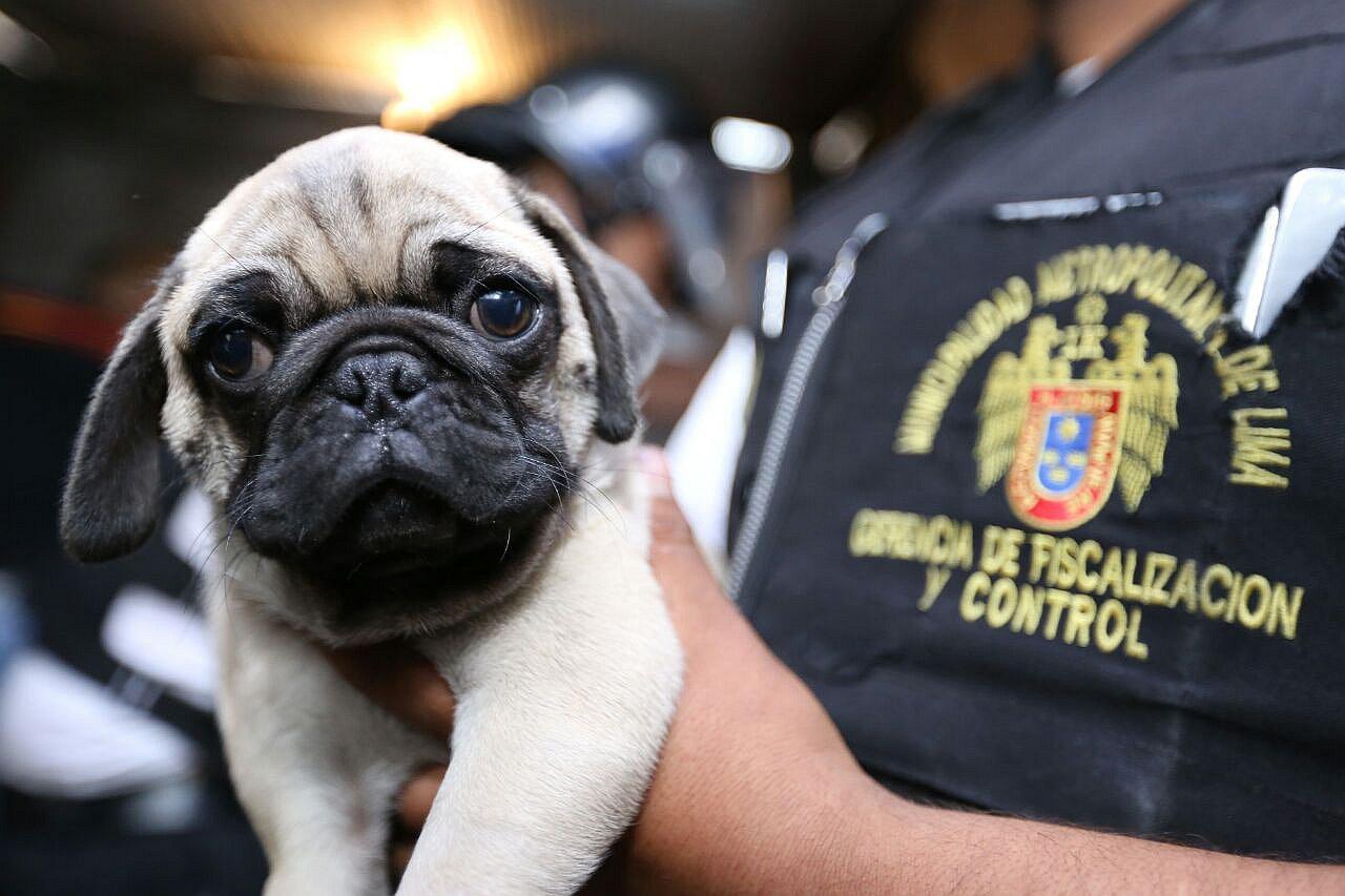 Cercado de Lima: Rescatan cuarenta perros que eran vendidos por catálogo    