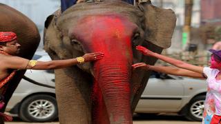 Elefante es nombrado patrimonio nacional de la India 