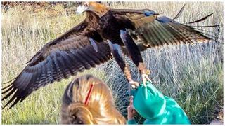 Instagram: Águila trató de llevarse a un niño y por poco sucede lo peor