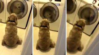 Perro no "suelta" a su peluche ni para lavarlo (VIDEO)
