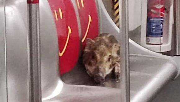 El animal viajó por varios minutos en el metro. (Foto: @wildboarconcerngroup |Facebook)