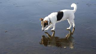 Travieso perro observa su propio reflejo y corre asustado al notar la presencia de ‘otro can’