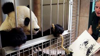 Pinturas de oso panda son vendidas por más de 500 euros