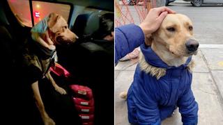 La verdad detrás de ‘Firuco’, perrito que esperaba en el Almenara: Aparece su dueño y dice que llama ‘Lucky’