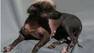 Ciencia descubre el origen del perro peruano sin pelo, ¡conócelo!