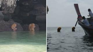 Misteriosas criaturas peludas aparecen en mar de Tailandia y sorprenden a turistas (VIDEO)