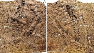 ​Hallan las huellas animales más antiguas conocidas hasta ahora