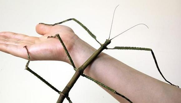 Este es el insecto más grande del mundo y mide 64 centímetros