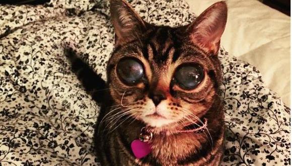  Instagram: Matilda, la gata alienígena que sorprende en redes