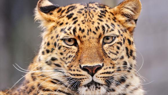 Un leopardo causa pánico al entrar a hospital y huir sin que lo atrapen