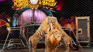 Animales: Circo Ringling cierra tras 146 años por lucha de animalistas 