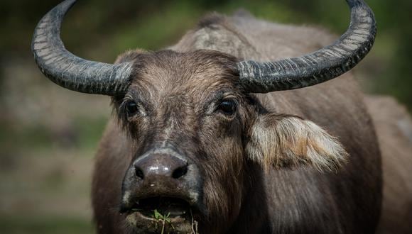 El búfalo, de aproximadamente 1.100 kilos, embistió al cazador pese a recibir varios impactos de bala. (Foto referencial:  PHILIPPE LOPEZ / AFP)