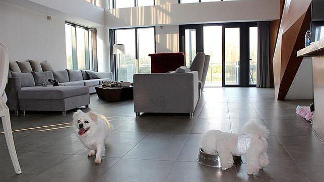 ​Suites de lujo para gatos y perros son la última sensación para mascotas