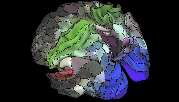 Un nuevo mapa del cerebro identifica 100 regiones desconocidas del córtex 