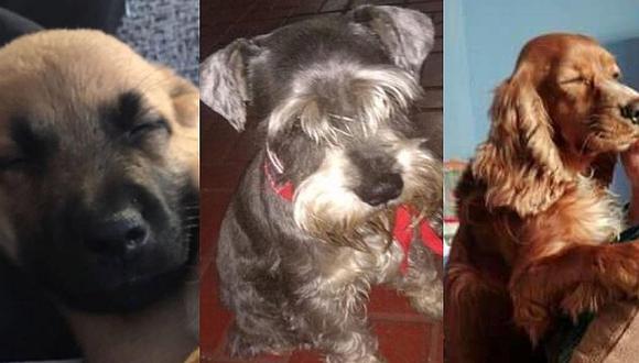 Lima: mascotas que buscan un hogar y necesitan de tu ayuda