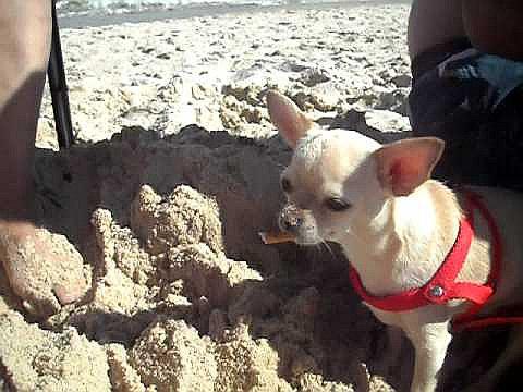 Chihuahua Jack Sparrow resultó "fumón" por culpa de su amo