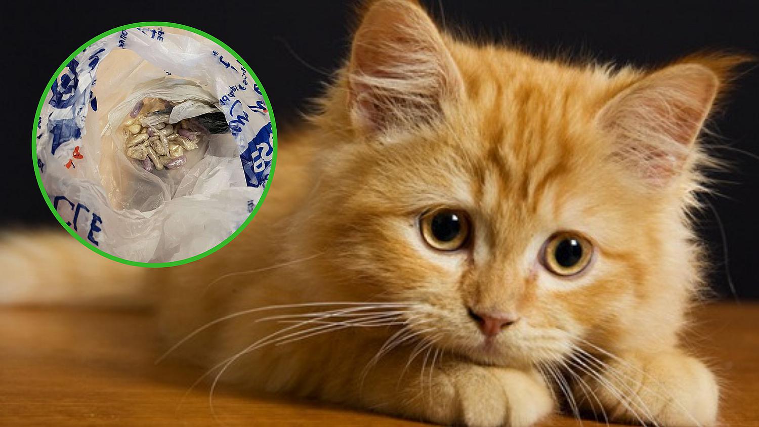 Gatito salió de paseo y volvió con una bolsa llena de drogas