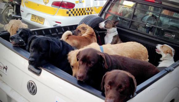 Uruguay distribuirá collares para perros por brote de leishmaniasis canina 