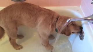 YouTube: Perrito travieso se mete al baño para ducharse [VIDEO]  