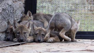 Zoológico acoge siete crías del amenazado lobo mexicano para salvar especie