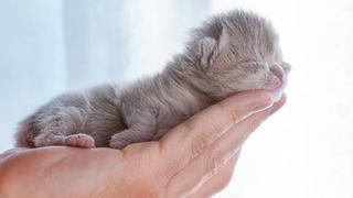 Tenía un gato gris, pero le dio su primer baño y se dio cuenta de que era blanco | VIDEO