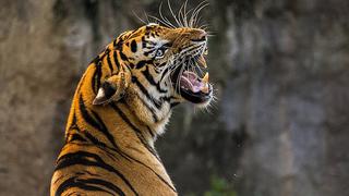 ​Tigre hiere a cuidadora de zoológico que ingresó a un área prohibida