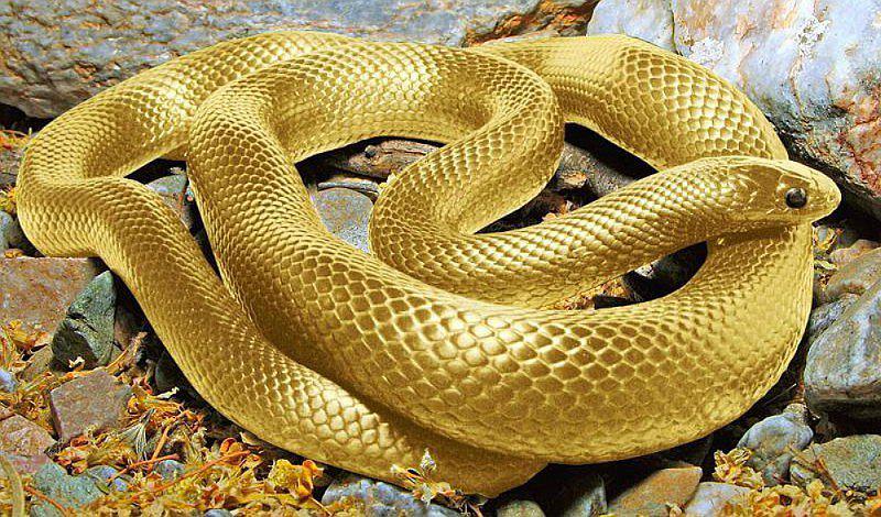 ¡Interesante! ¿Qué significa soñar con serpientes?