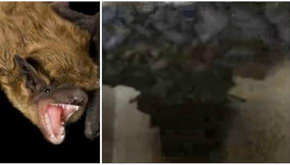 No creerás donde encontraron esta plaga de murciélagos (VIDEO)