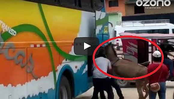 ¡Animales! Meten a burro a bodega de bus interprovincial (VIDEO)