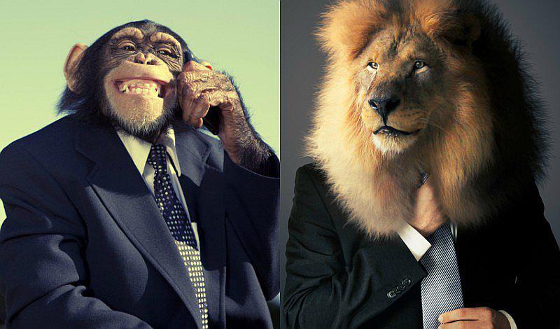 ¿Qué tipo de animal eres en la oficina? ¡Te sorprenderá!