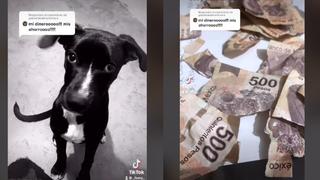 Viral TikTok: travieso perrito destroza billetes del aguinaldo de su dueña