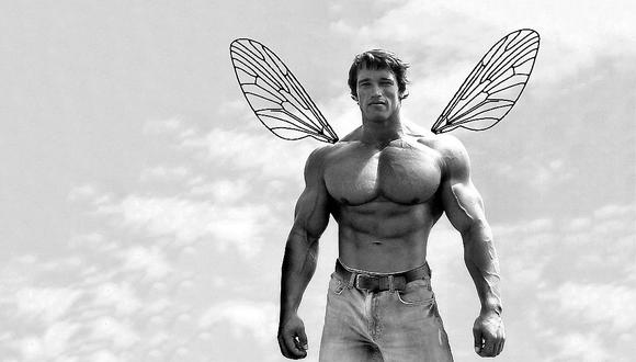 ​Nombran una nueva especie de mosca en honor a Arnold Schwarzenegger