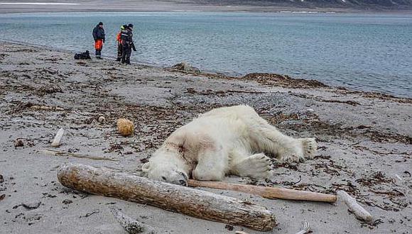 Invaden territorio de oso polar, pero animal lo defiende y termina asesinado