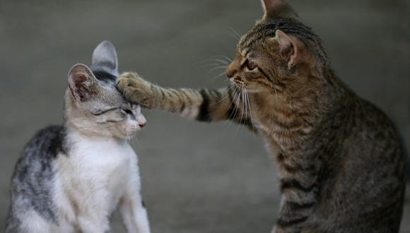 Saber cómo lograr que dos gatos se lleven bien es importante para asegurar una buena convivencia. (Foto: Pixabay)